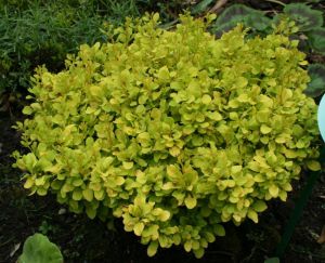 Барбарис Тунберга "Тини Голд"(Berberis thunbergii "Tiny Gold")
